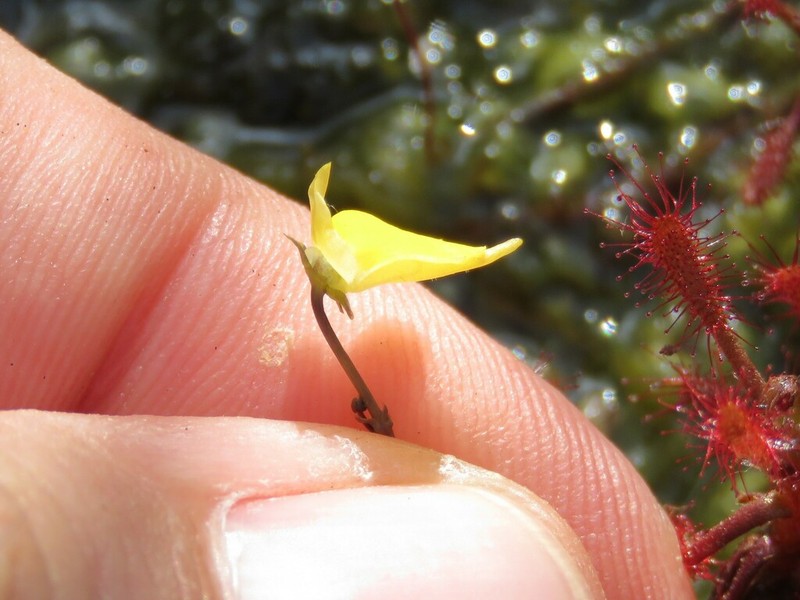 Genlisea repens photo 3
