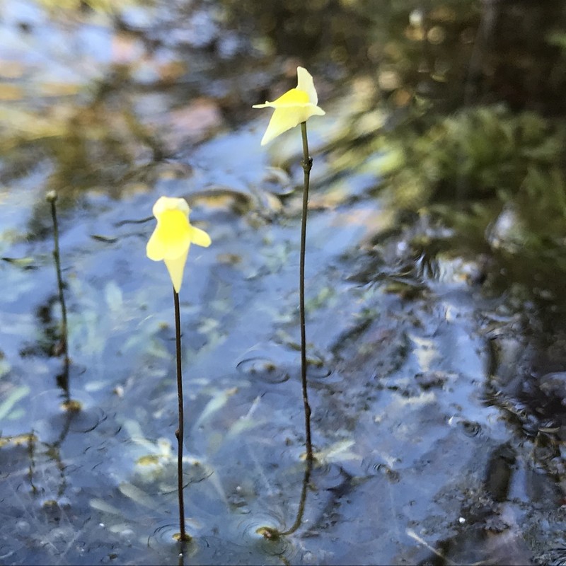 Genlisea repens photo 4