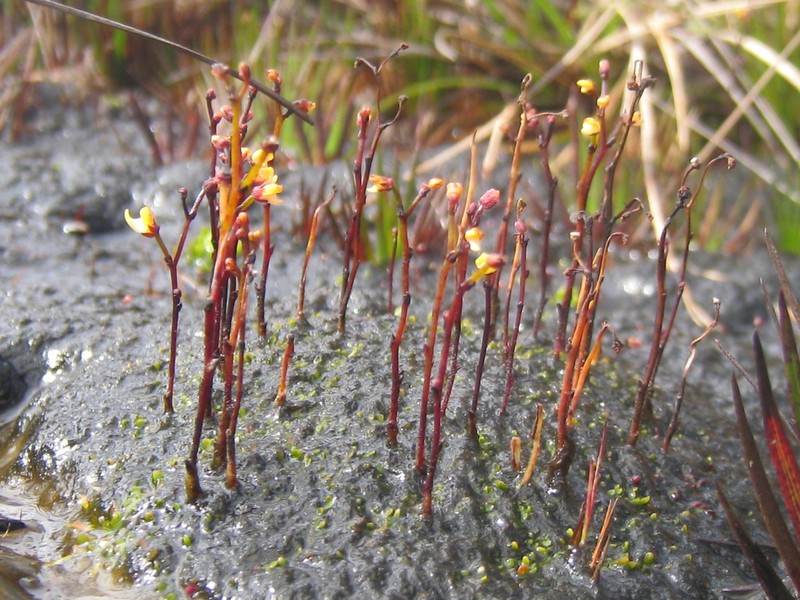 Genlisea repens photo 5