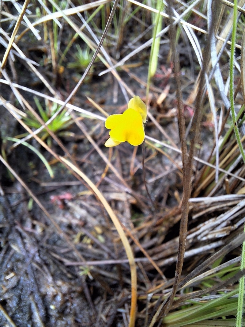 Genlisea repens photo 6