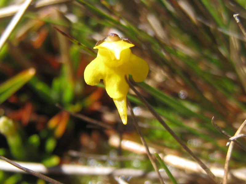Genlisea repens photo 7