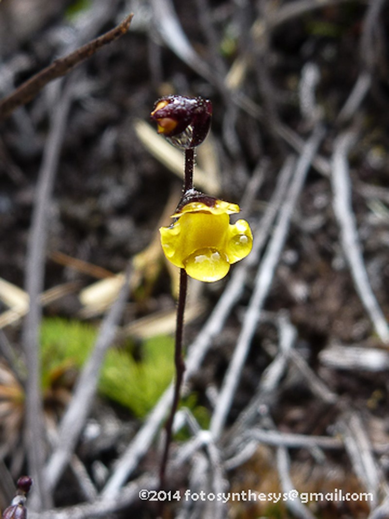 Genlisea roraimensis