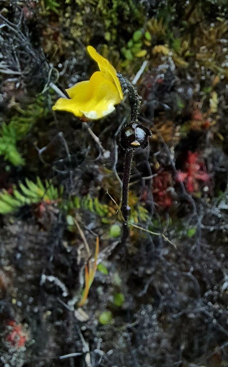 Genlisea roraimensis photo 3