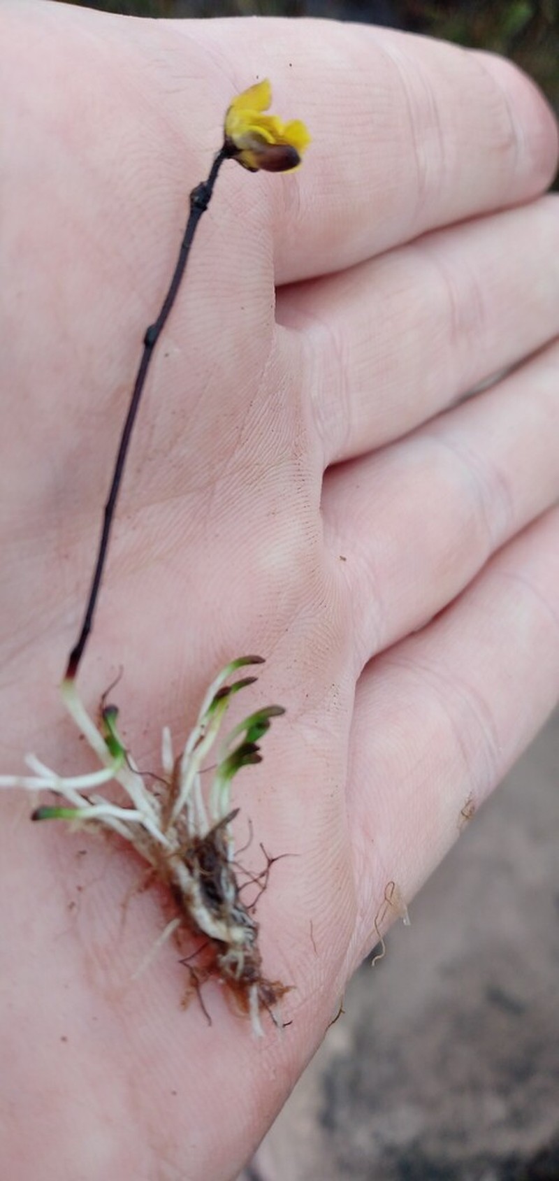 Genlisea roraimensis photo 5