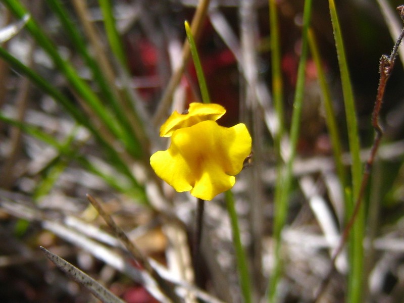 Genlisea roraimensis photo 6