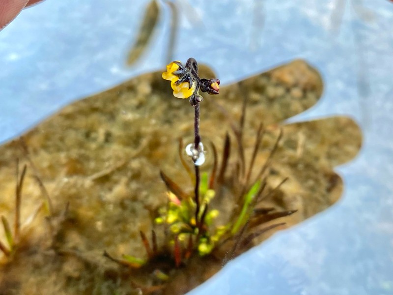 Genlisea roraimensis photo 7