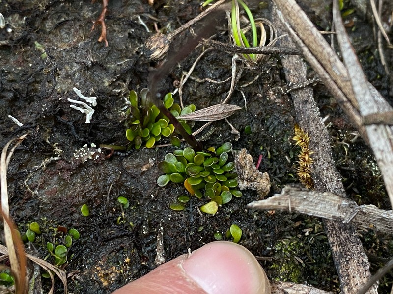 Genlisea roraimensis photo 8
