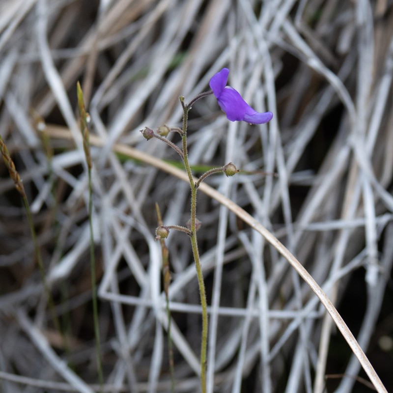 Genlisea sanariapoana photo 2