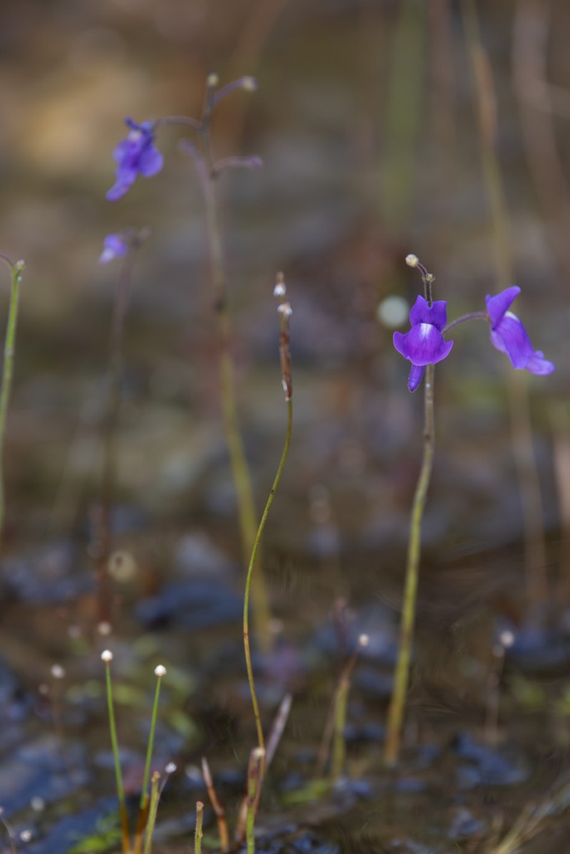 Genlisea sanariapoana photo 3