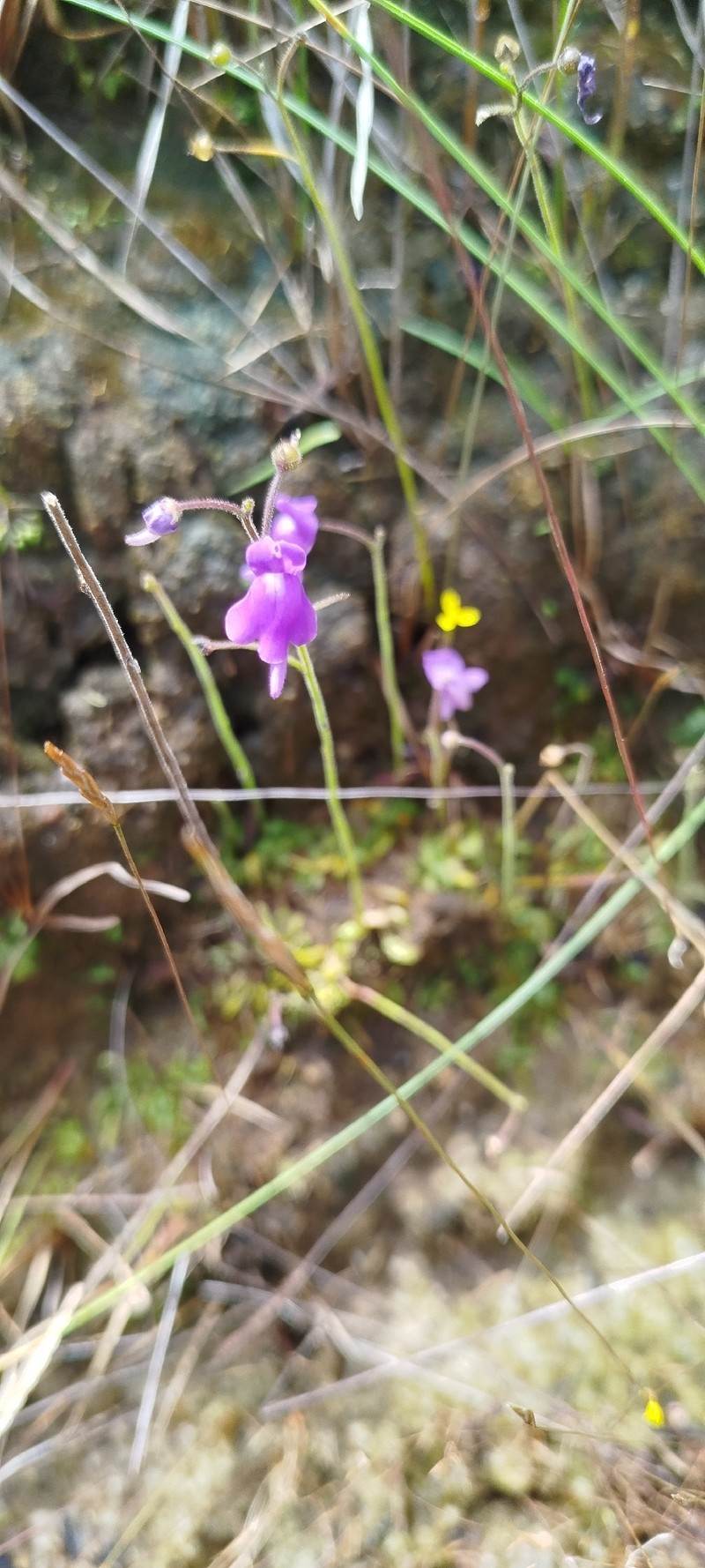 Genlisea sanariapoana photo 4