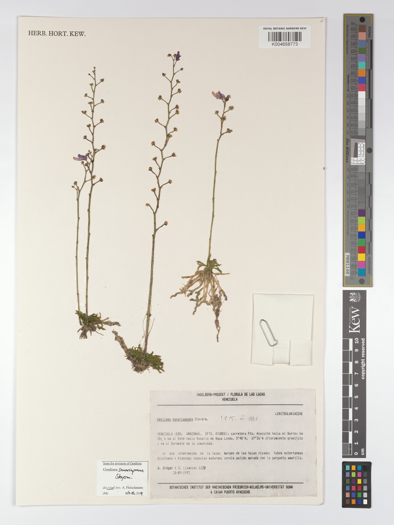 Genlisea sanariapoana photo 5