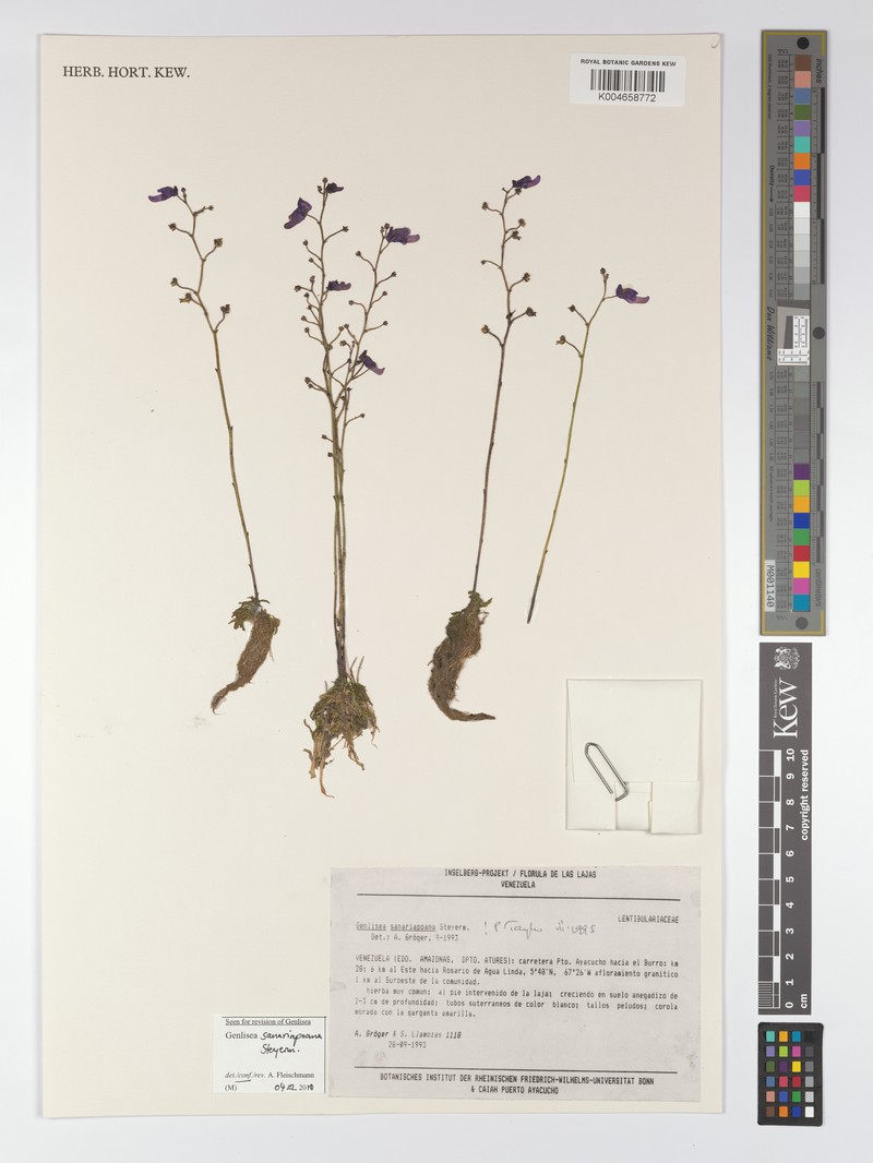 Genlisea sanariapoana photo 6