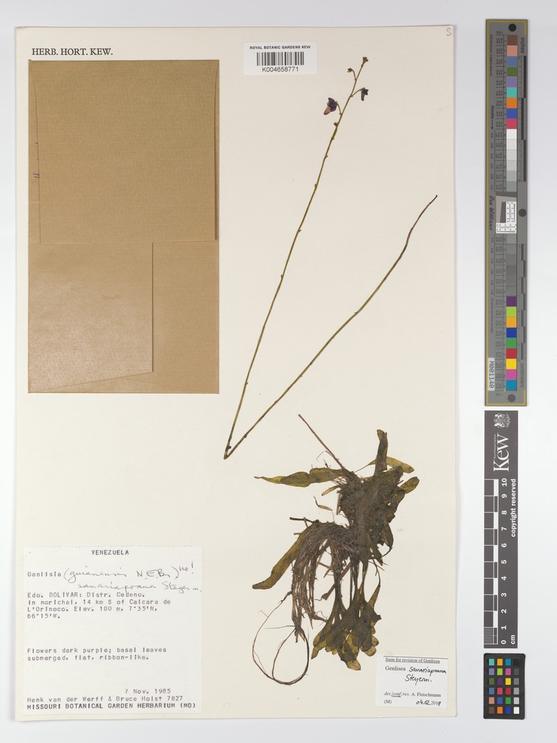 Genlisea sanariapoana photo 7