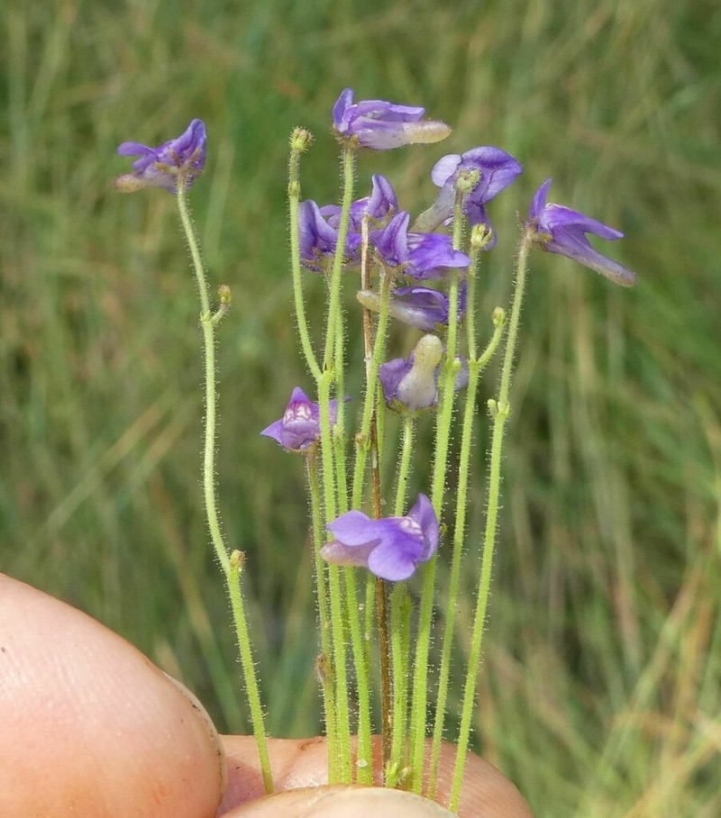 Genlisea stapfii photo 2