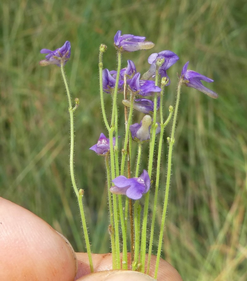 Genlisea stapfii photo 3