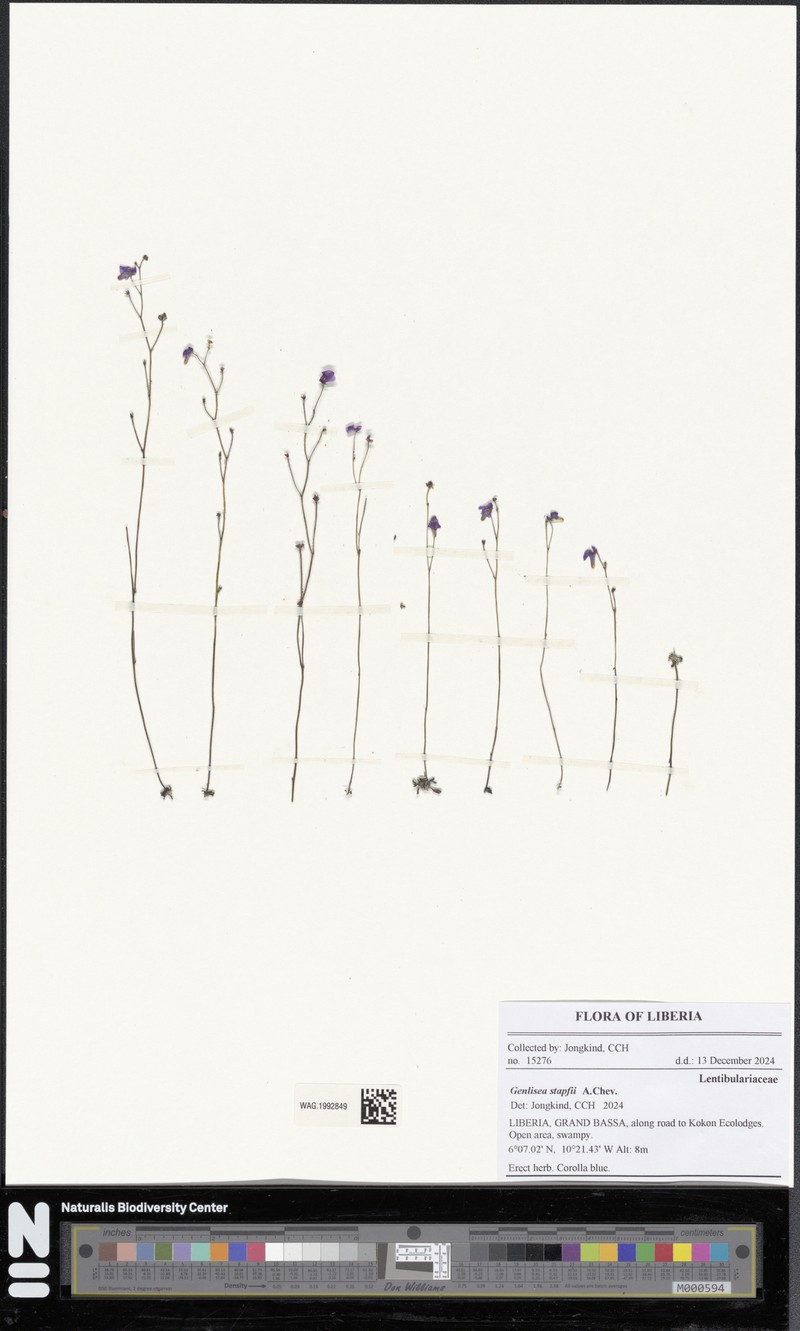 Genlisea stapfii photo 4