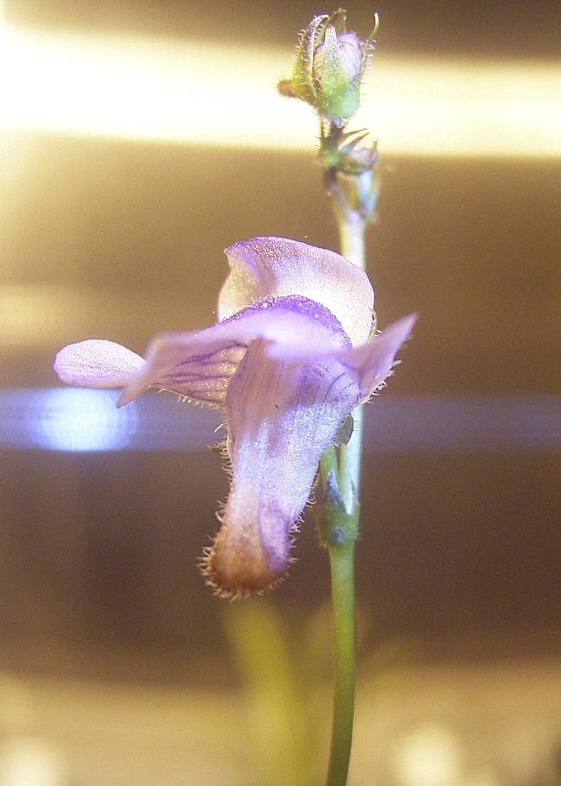 Genlisea subglabra