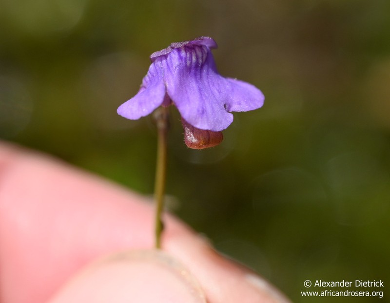 Genlisea subglabra photo 2