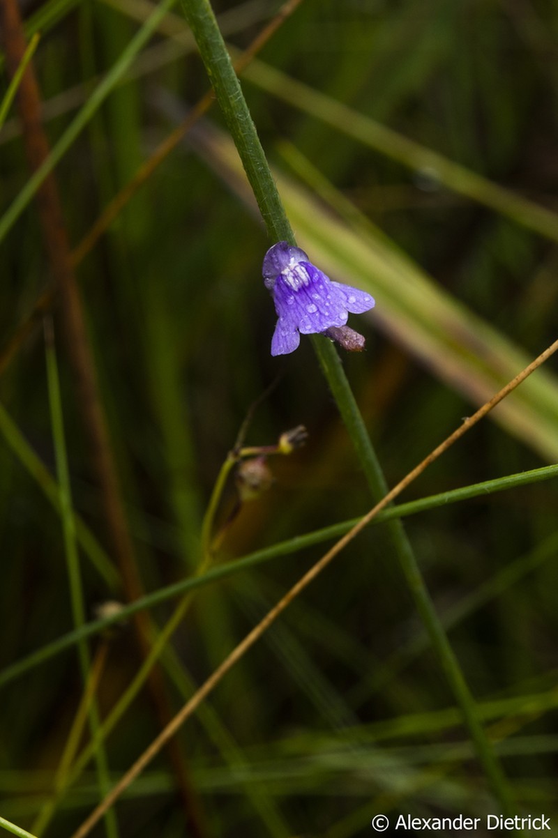 Genlisea subglabra photo 3