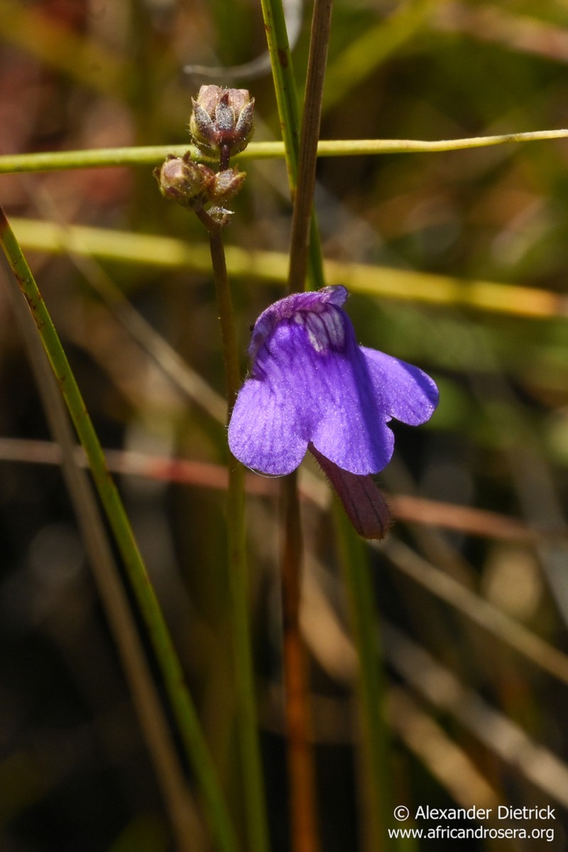 Genlisea subglabra photo 4