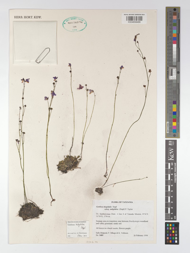 Genlisea subglabra photo 5
