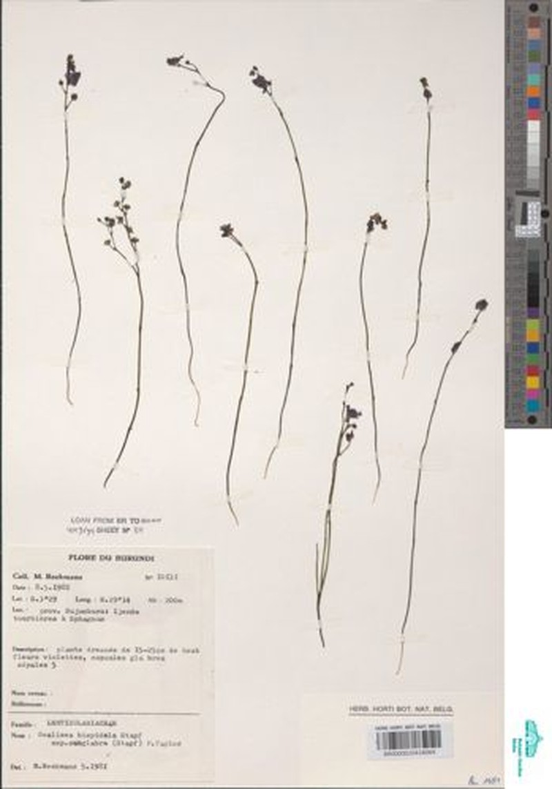 Genlisea subglabra photo 6