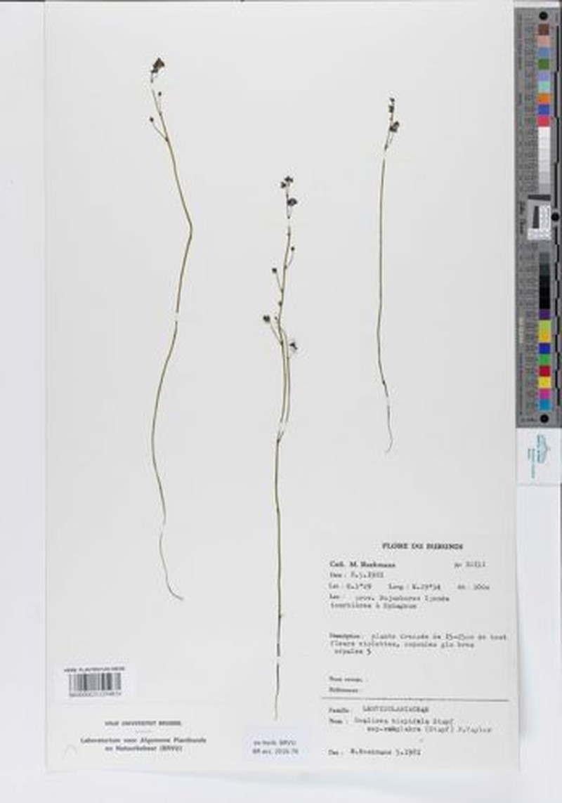 Genlisea subglabra photo 7