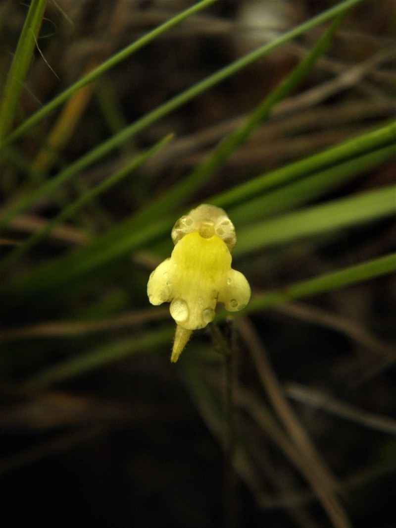 Genlisea tuberosa