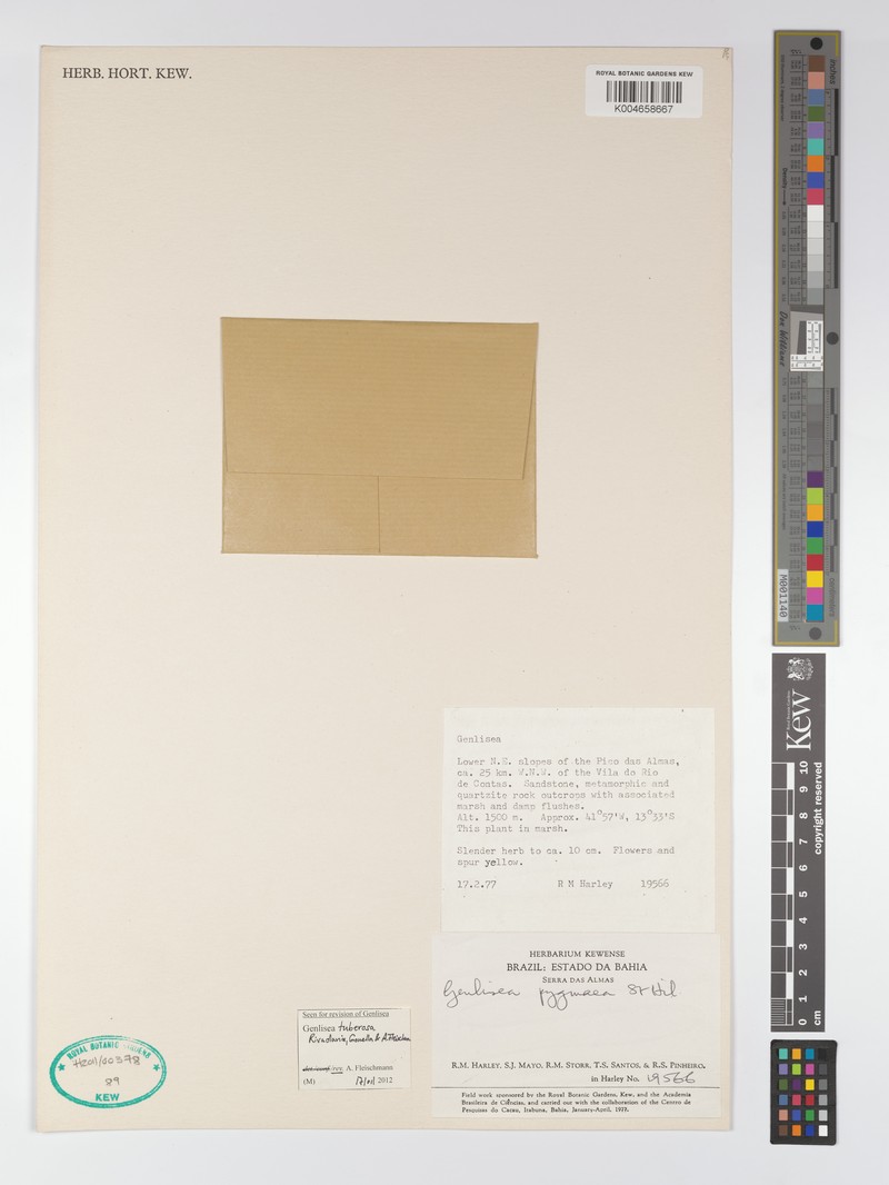 Genlisea tuberosa photo 3