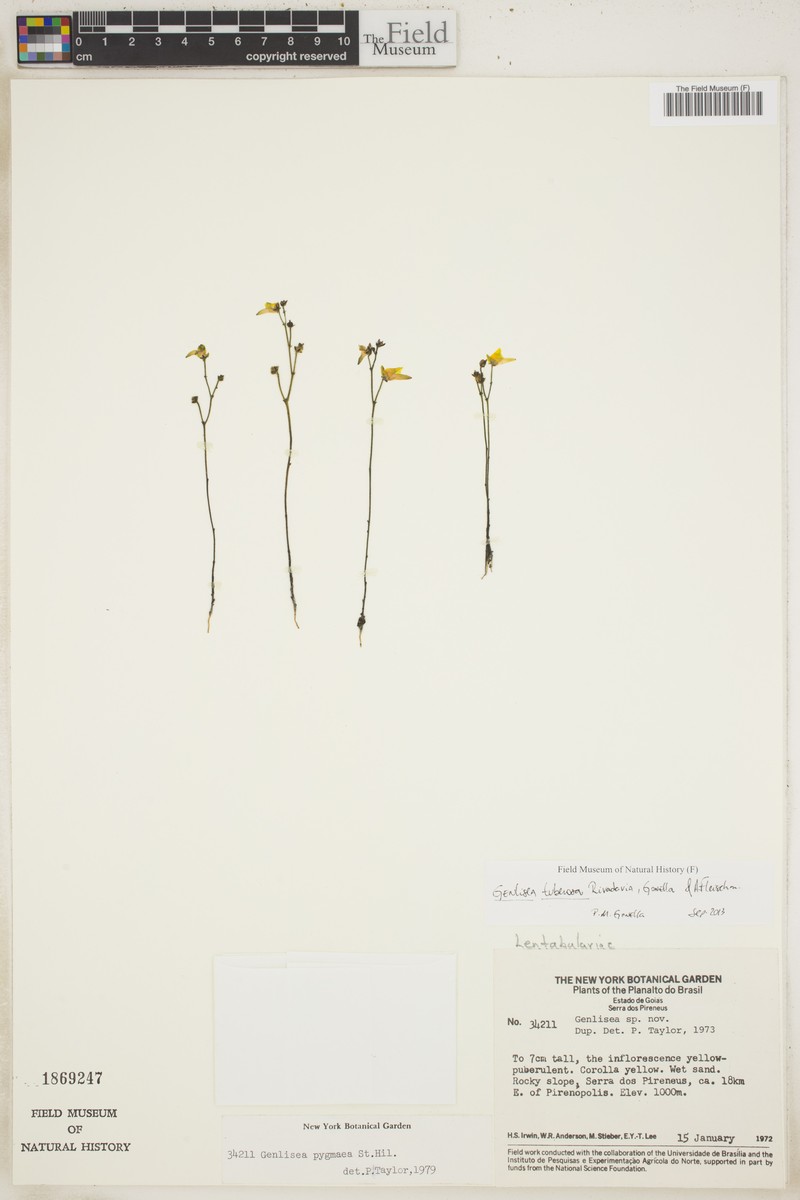 Genlisea tuberosa photo 4