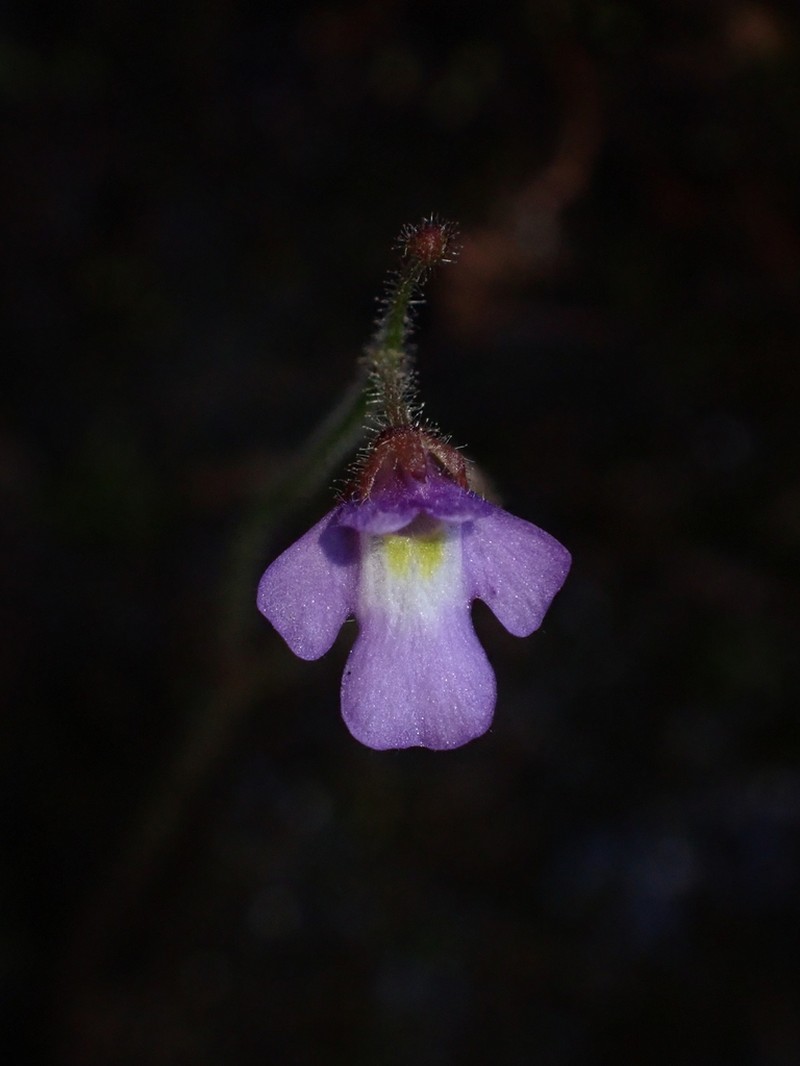 Genlisea uncinata