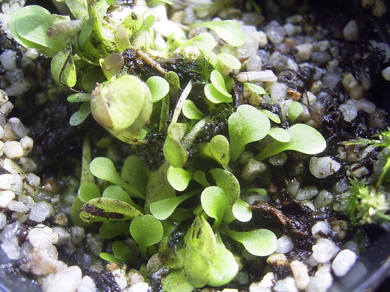 Genlisea violacea