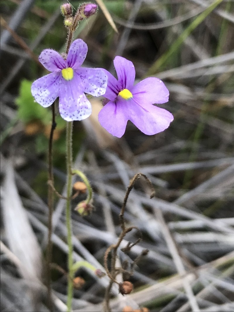 Genlisea violacea photo 2