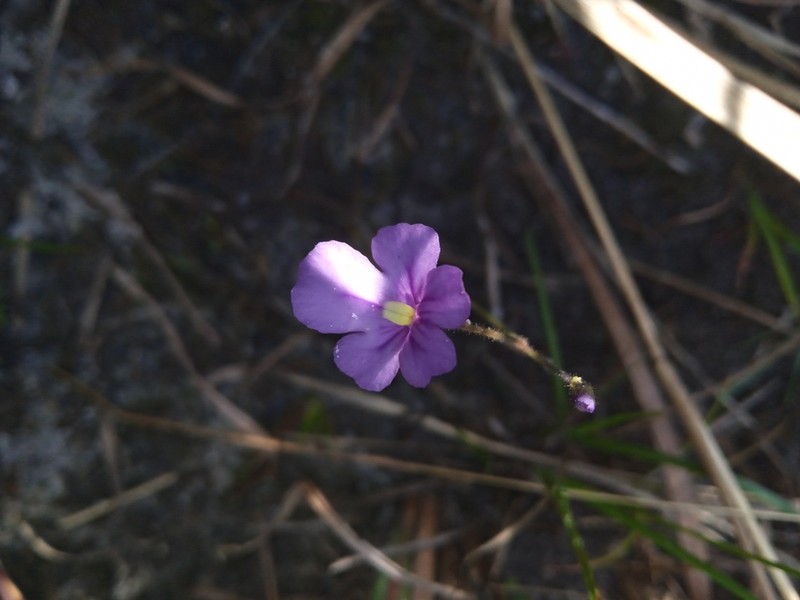 Genlisea violacea photo 3