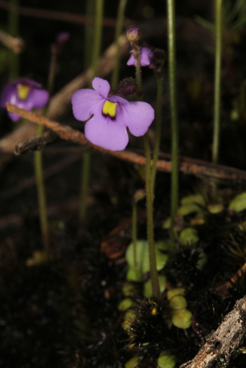 Genlisea violacea photo 4