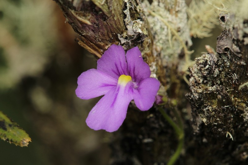 Genlisea violacea photo 5