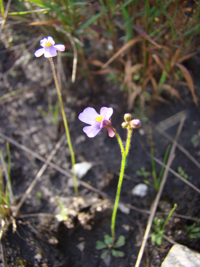 Genlisea violacea photo 6