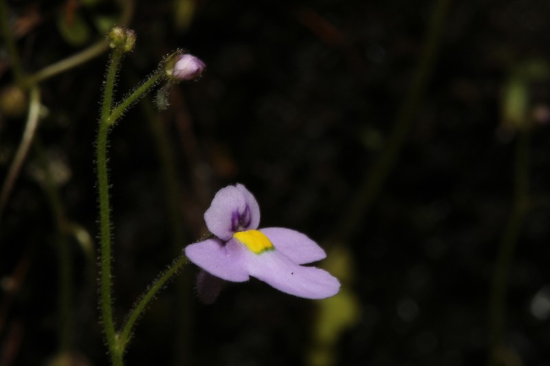 Genlisea violacea photo 7
