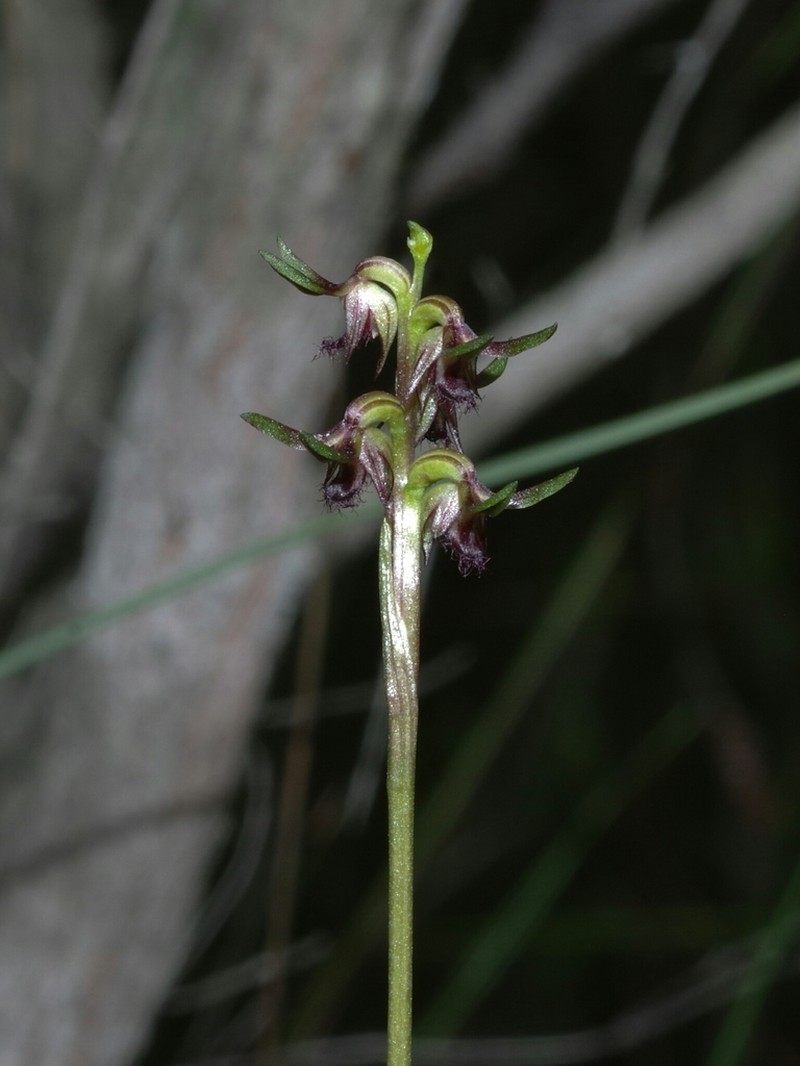 Genoplesium branwhiteorum