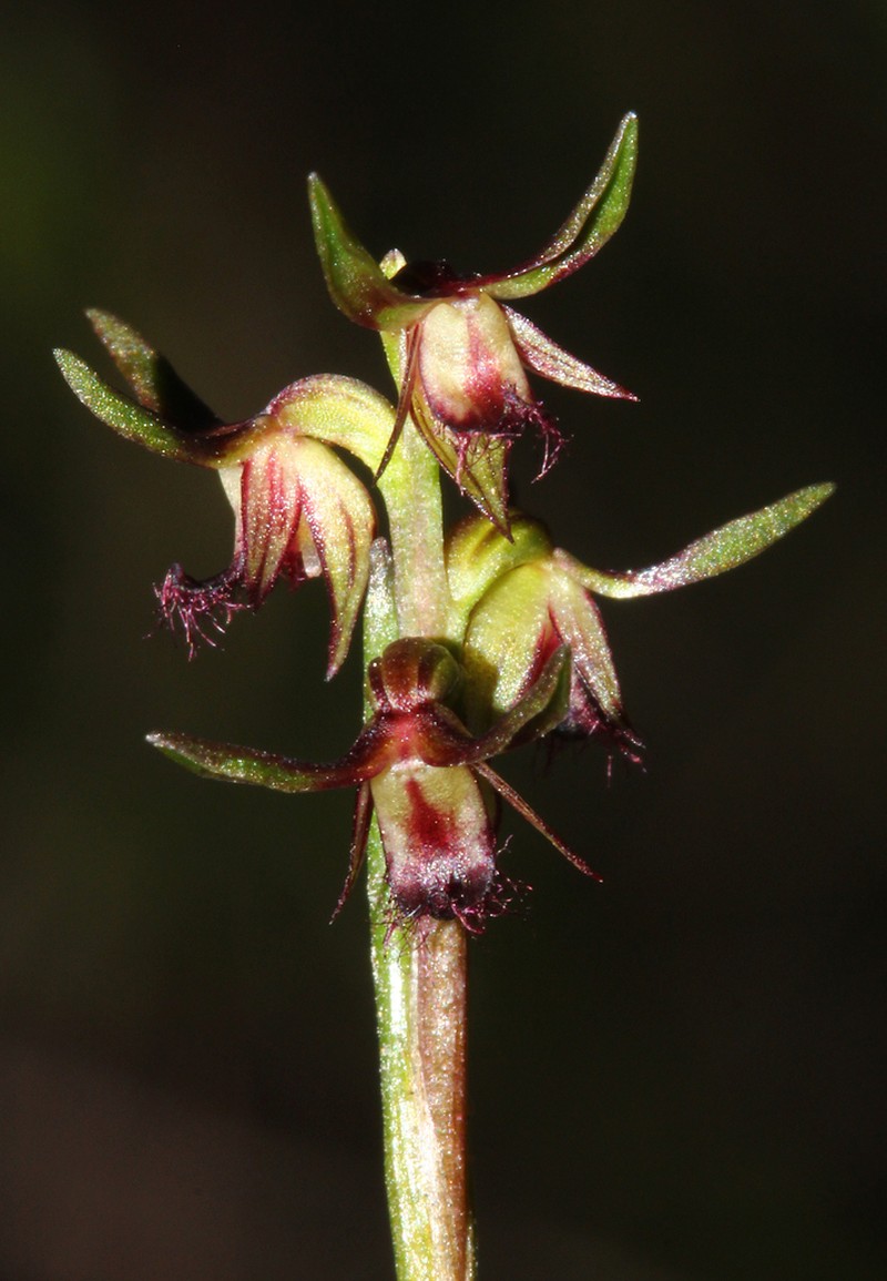 Genoplesium branwhiteorum photo 2