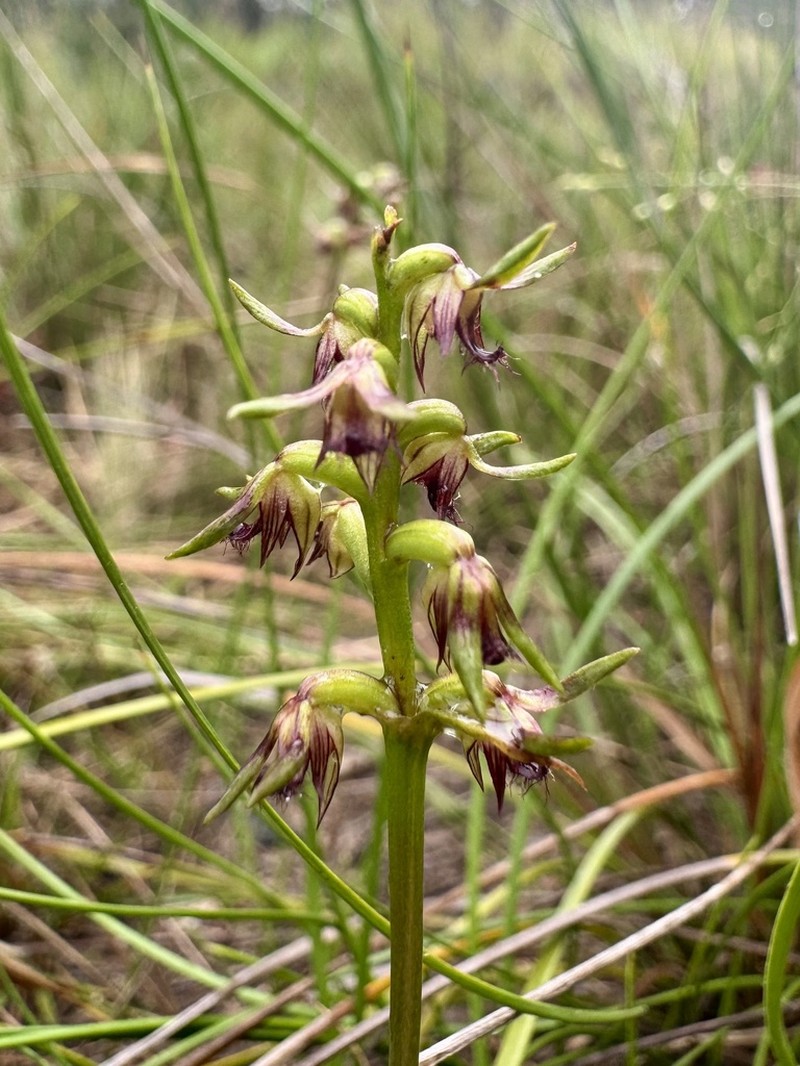 Genoplesium branwhiteorum photo 3