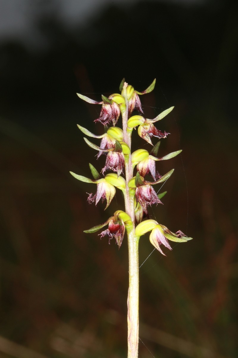 Genoplesium branwhiteorum photo 4
