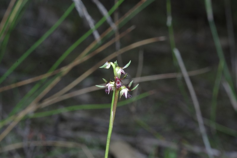 Genoplesium branwhiteorum photo 5