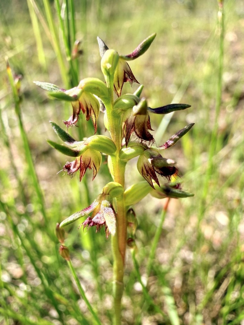 Genoplesium branwhiteorum photo 6