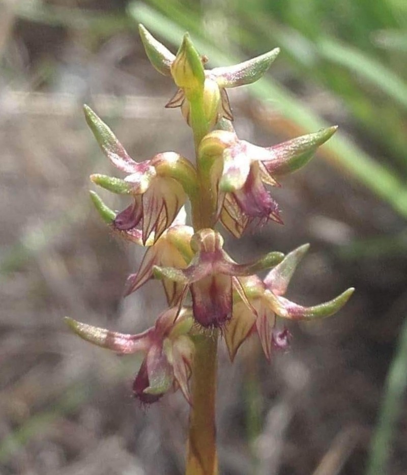 Genoplesium branwhiteorum photo 7