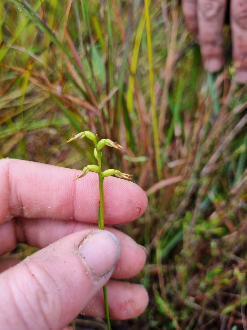 Genoplesium branwhiteorum photo 8