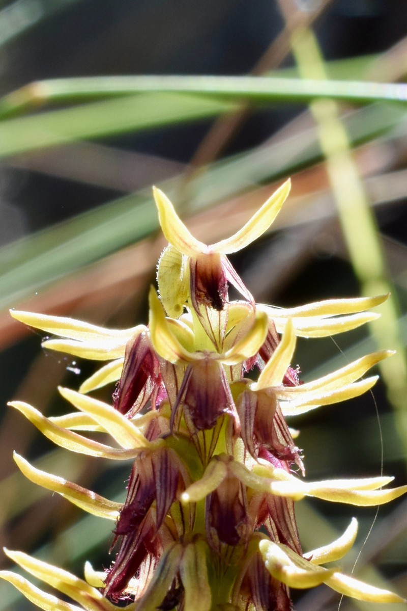 Genoplesium cuspidatum
