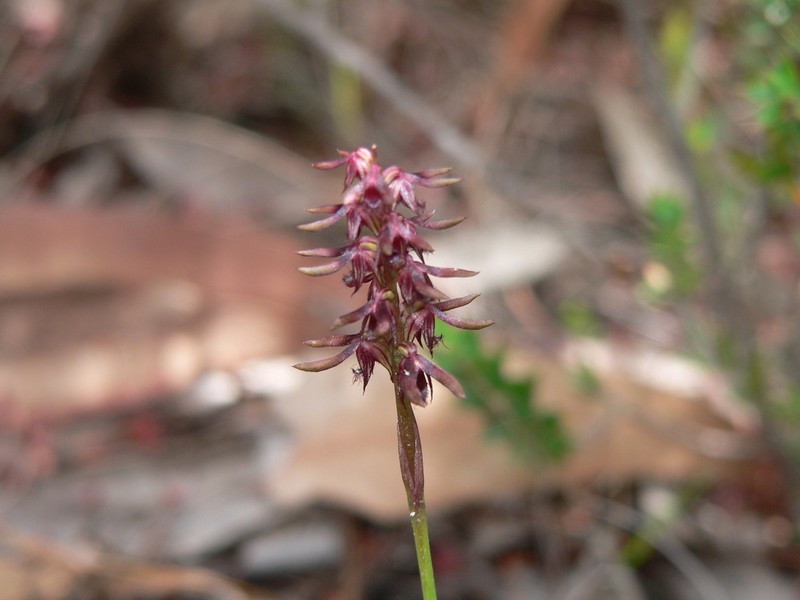 Genoplesium cuspidatum photo 2
