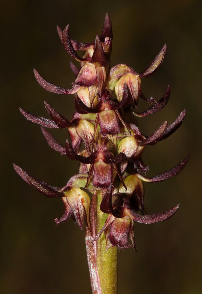 Genoplesium cuspidatum photo 3