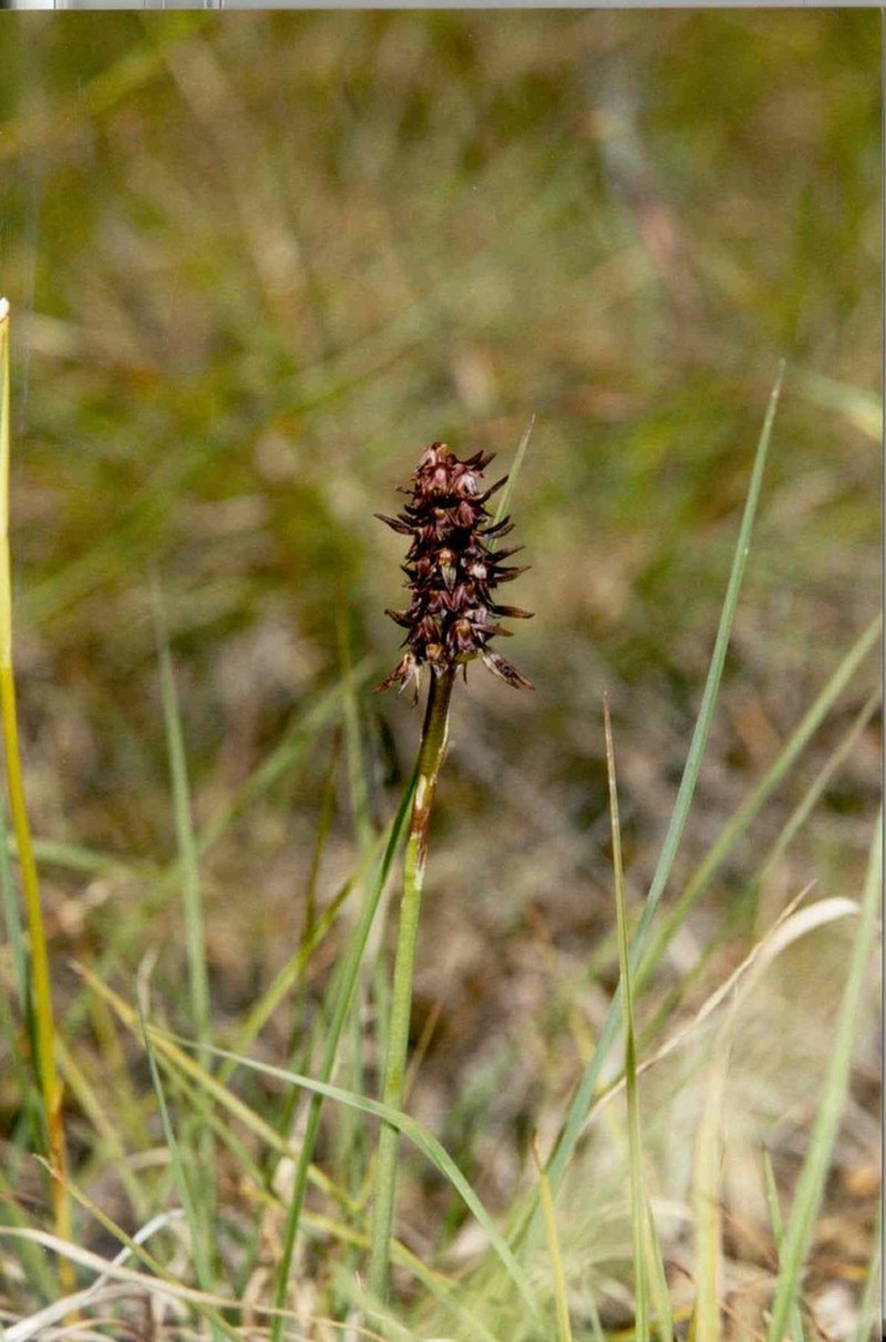 Genoplesium cuspidatum photo 4